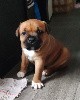  - Chiots staffies disponible 