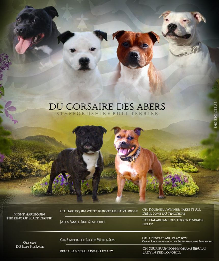 chiot Staffordshire Bull Terrier Du Corsaire Des Abers