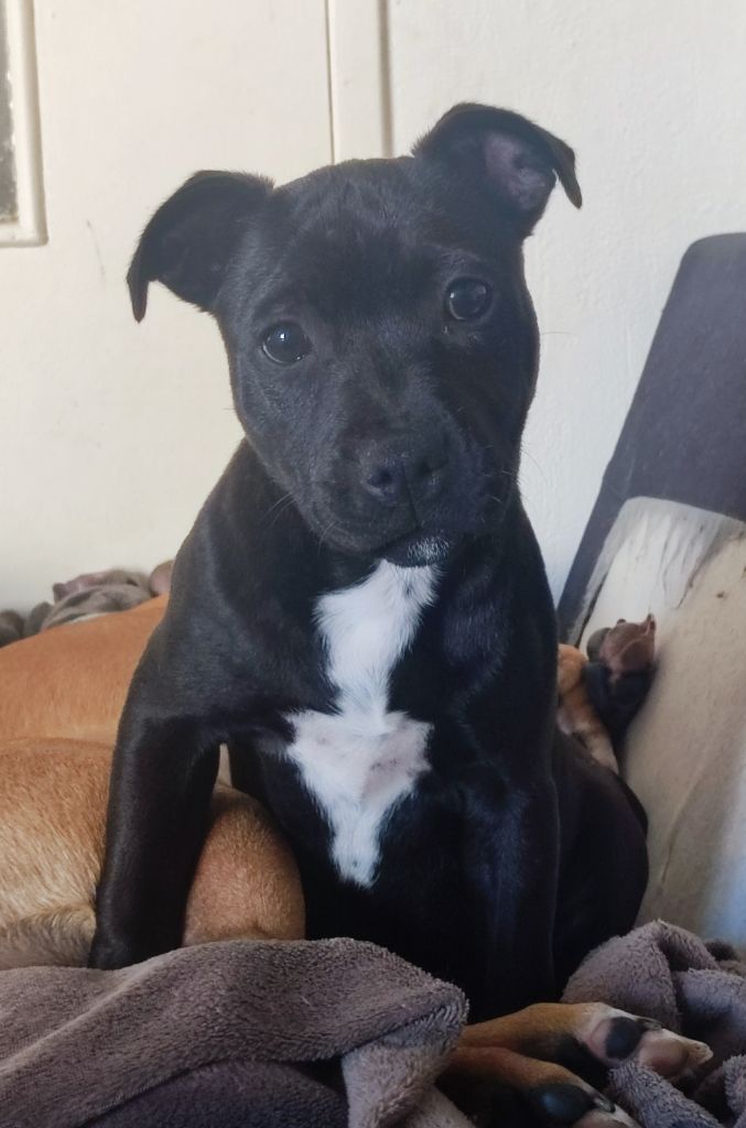 Arya stark rebellious girl Du Corsaire Des Abers