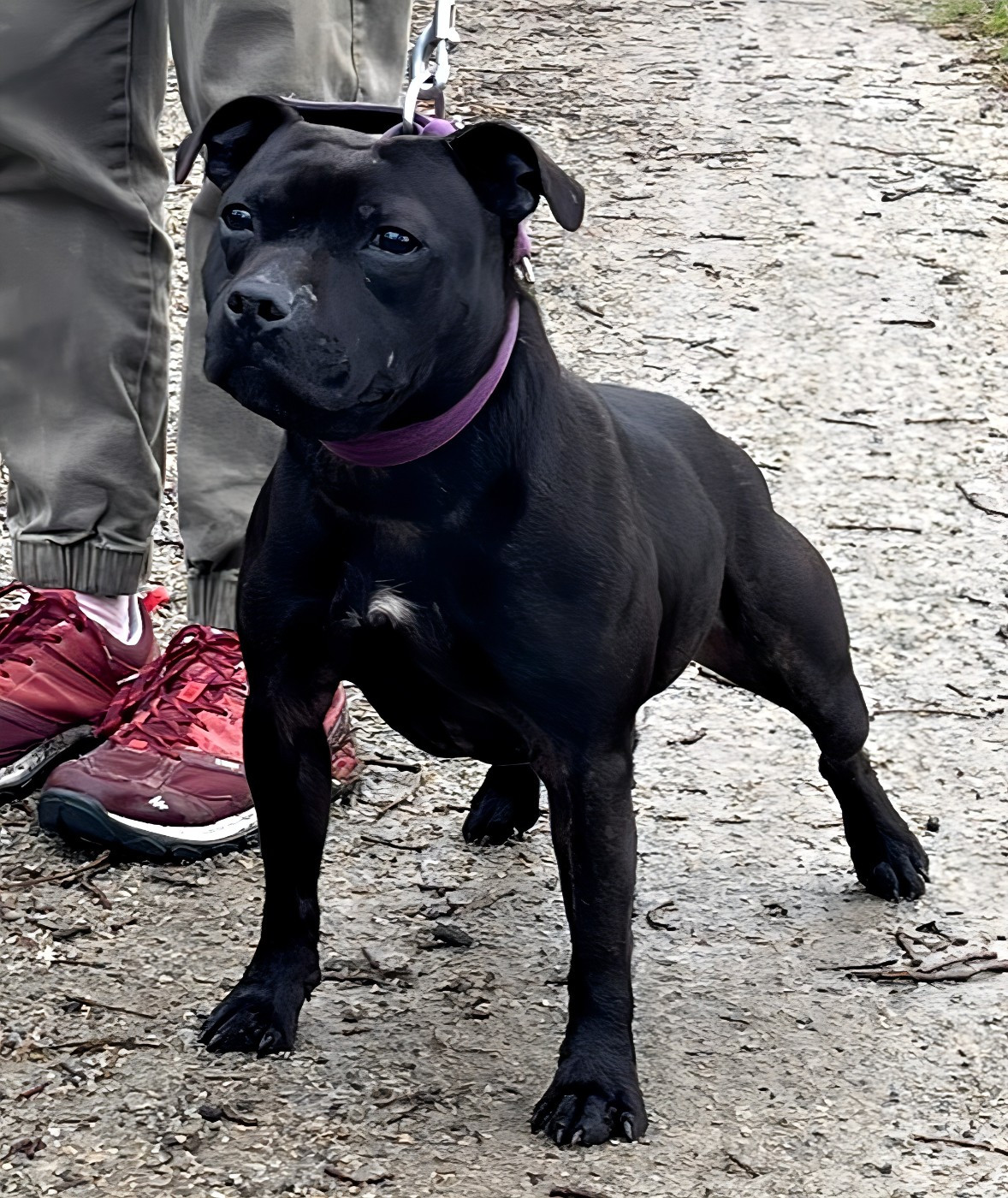 The black queen revenge Du Corsaire Des Abers