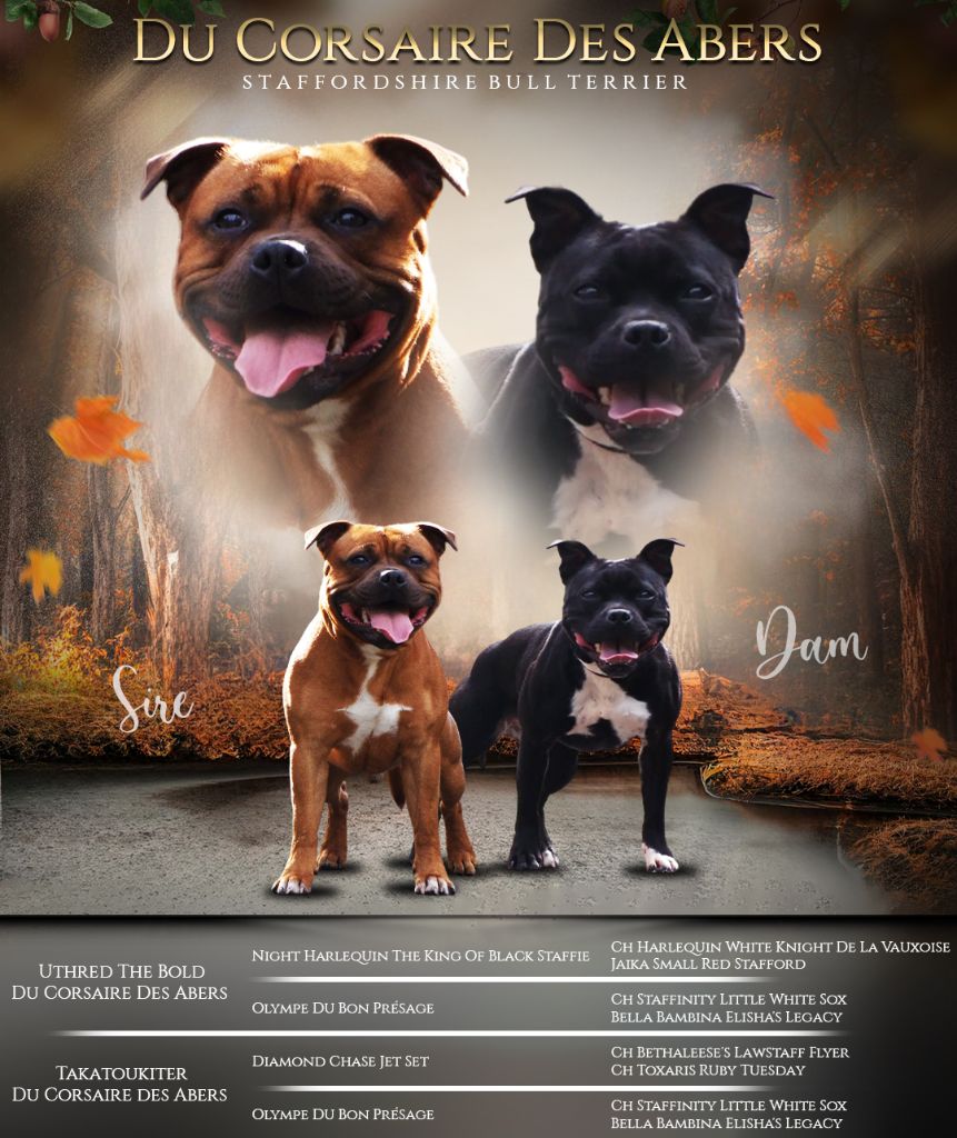 Du Corsaire Des Abers - Bb staffies disponible 