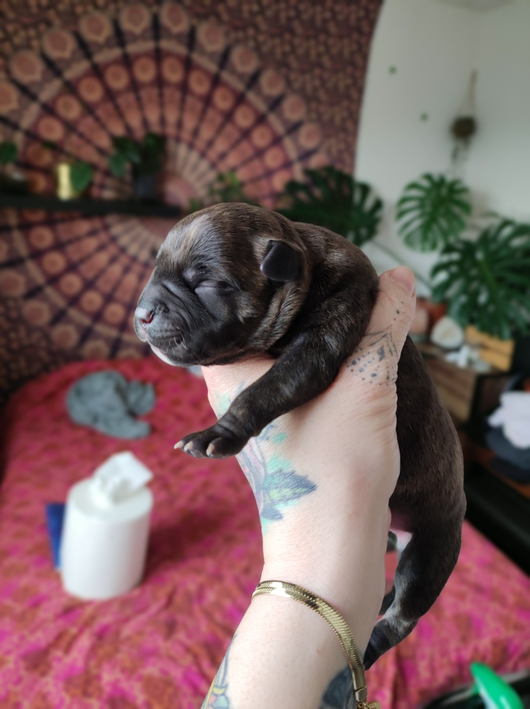 Les chiots de Tao/ Uguette