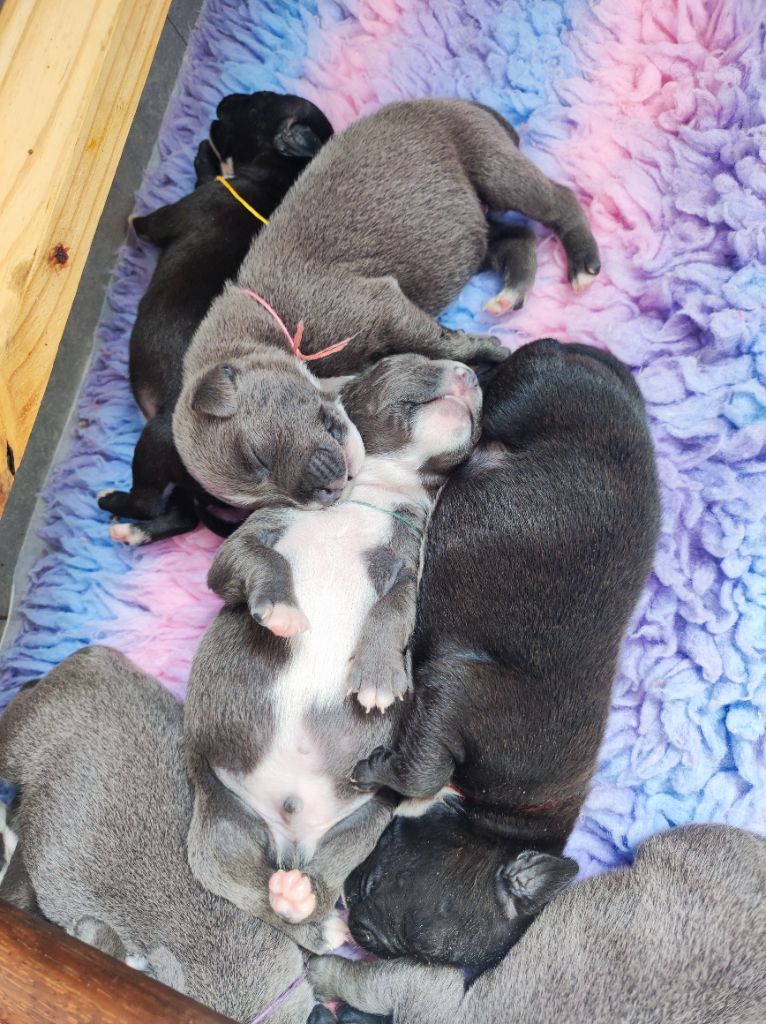 Du Corsaire Des Abers - Chiots disponibles a la réservation. 