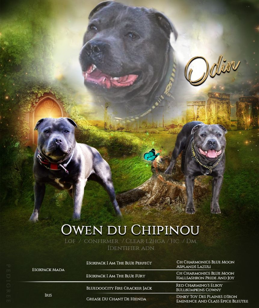 Du Corsaire Des Abers - Odin disponible en saillie 