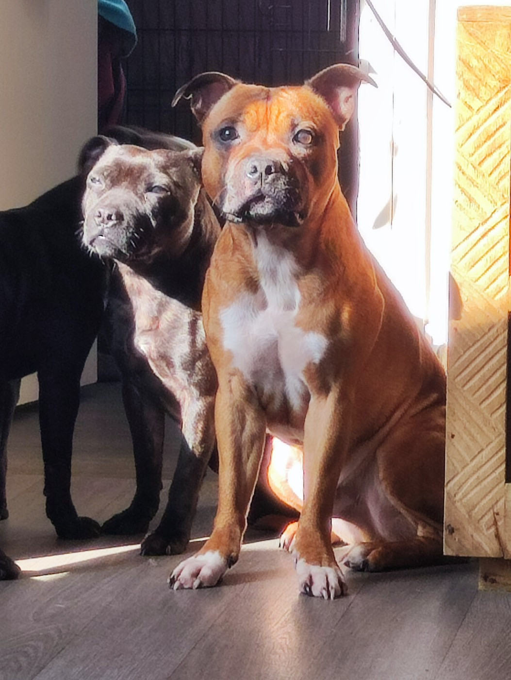 Du Corsaire Des Abers - Chiots disponibles - Staffordshire Bull Terrier