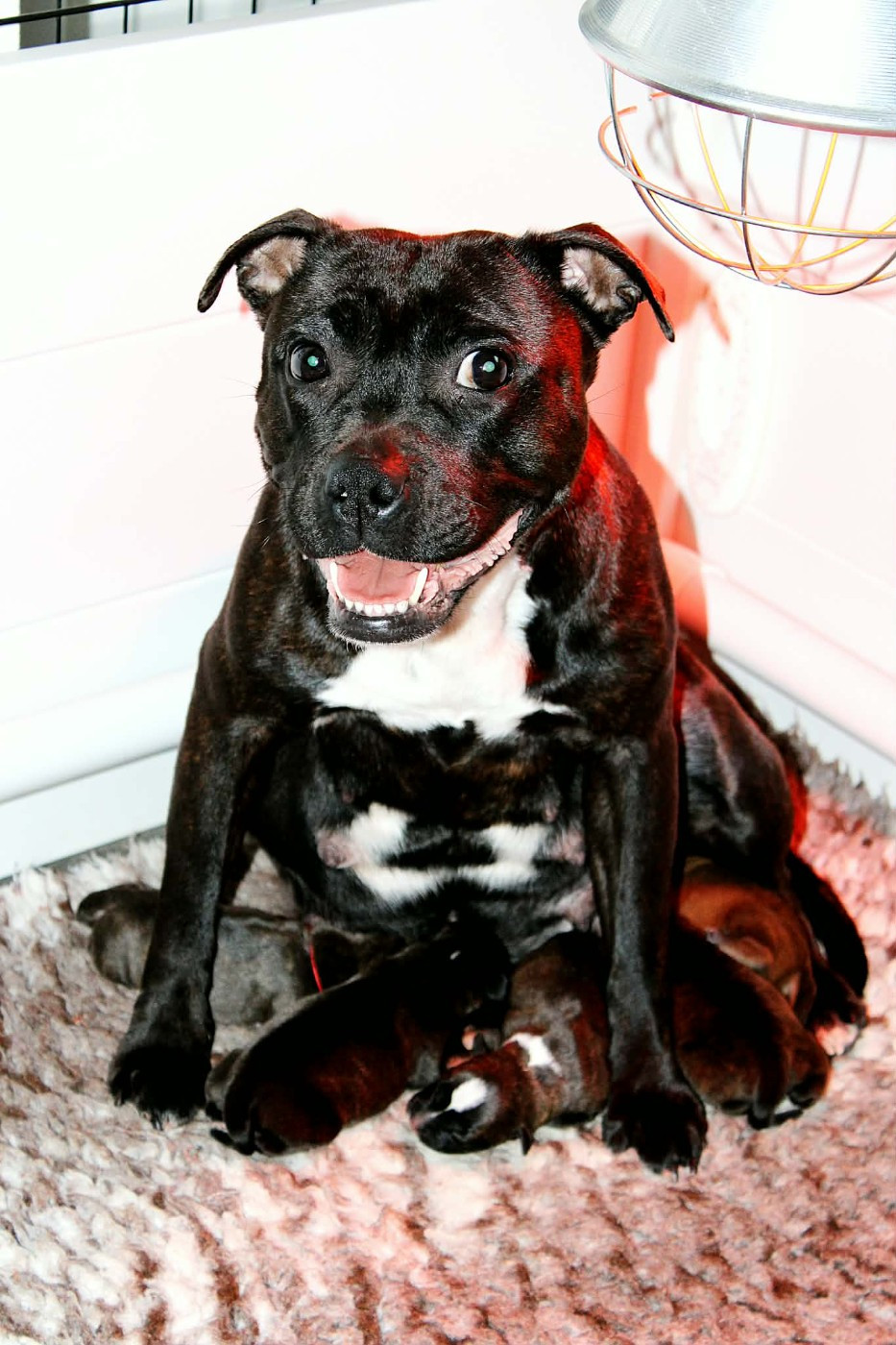 Du Corsaire Des Abers - Staffordshire Bull Terrier - Portée née le 04/03/2026