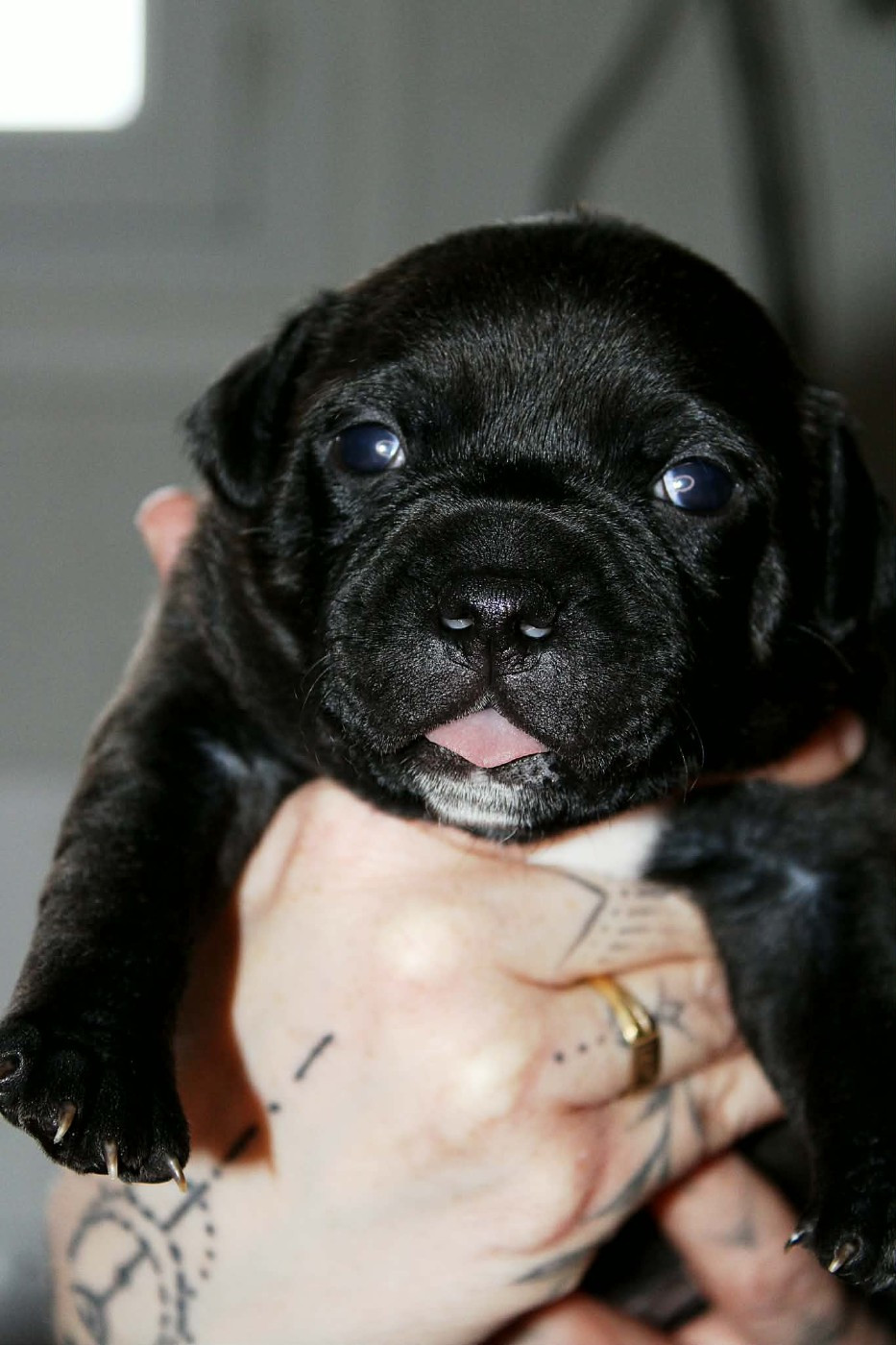 Du Corsaire Des Abers - Chiots disponibles - Staffordshire Bull Terrier