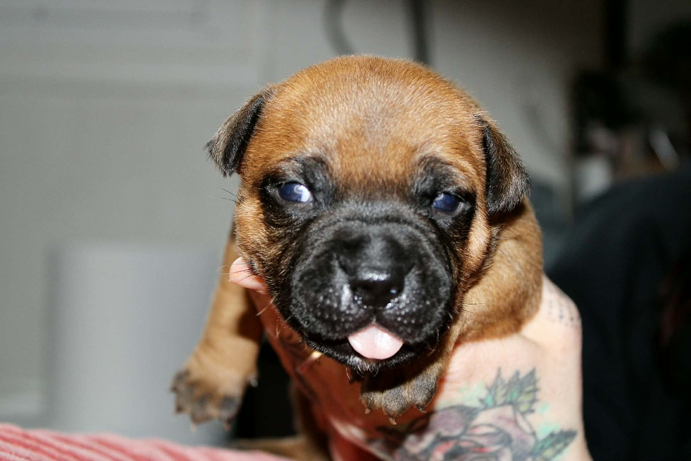 Du Corsaire Des Abers - Chiots disponibles - Staffordshire Bull Terrier