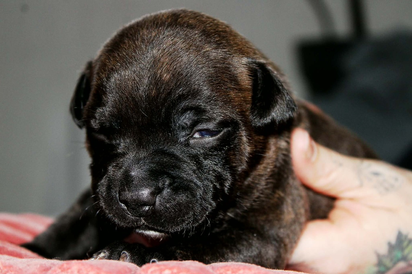 Du Corsaire Des Abers - Chiots disponibles - Staffordshire Bull Terrier