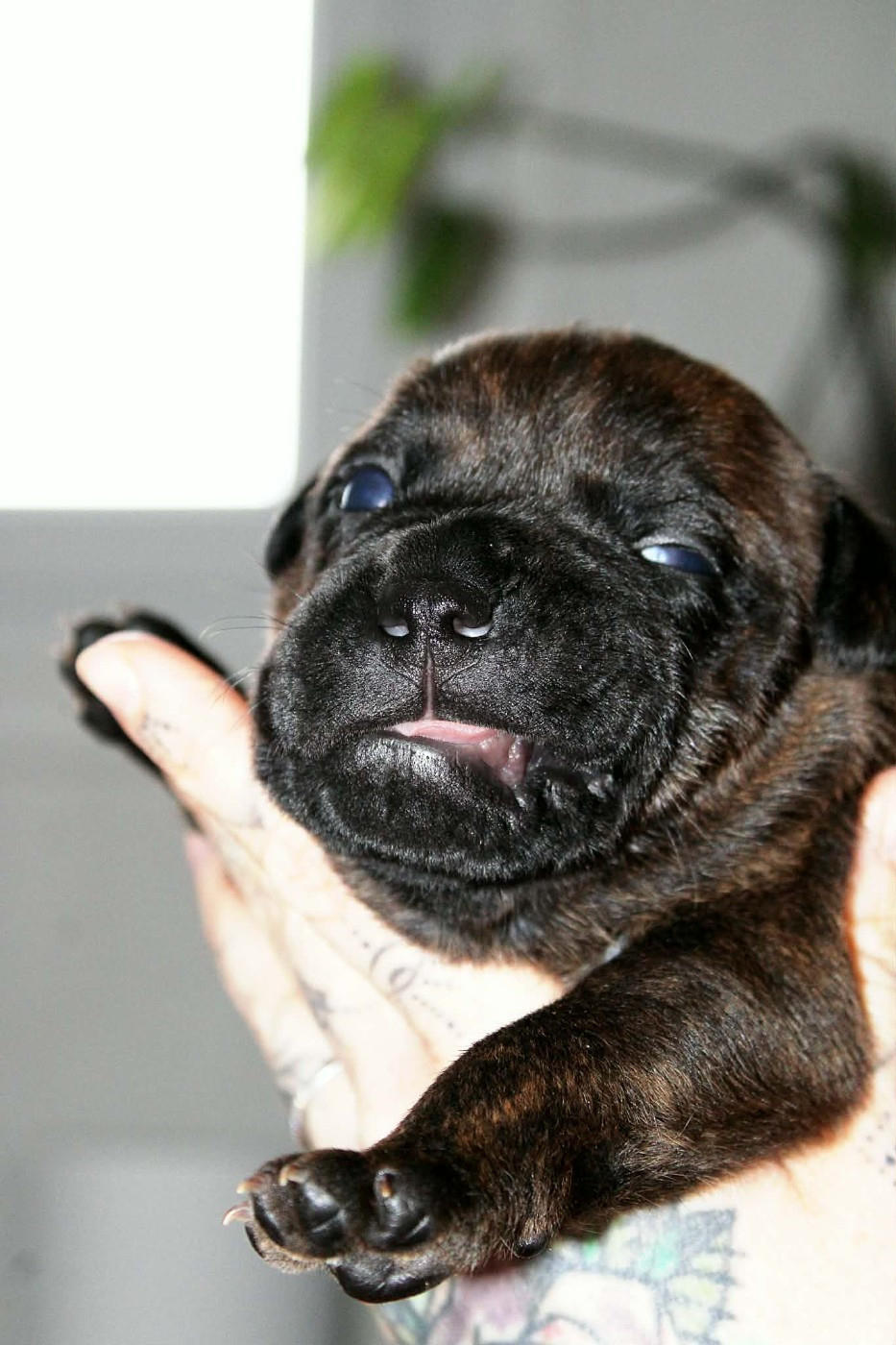 Du Corsaire Des Abers - Chiots disponibles - Staffordshire Bull Terrier