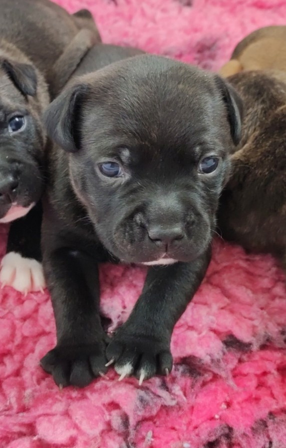 Du Corsaire Des Abers - Chiots disponibles - Staffordshire Bull Terrier