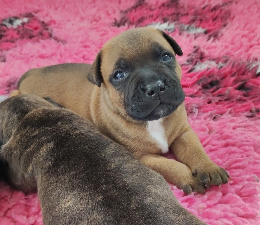 Du Corsaire Des Abers - Chiots disponibles - Staffordshire Bull Terrier