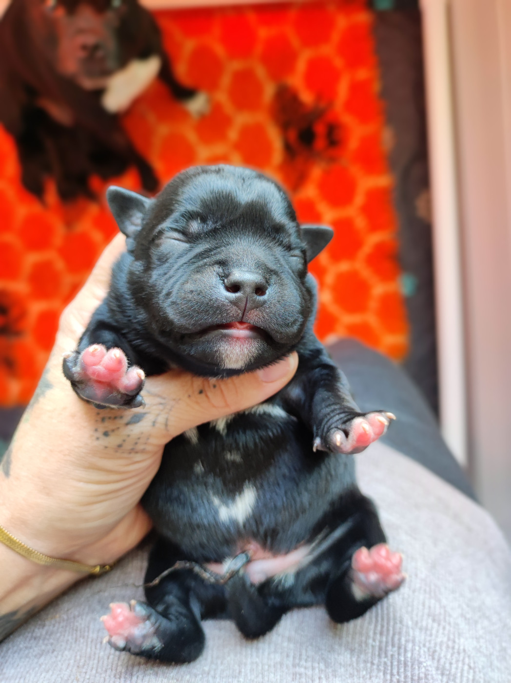 Du Corsaire Des Abers - Chiots disponibles - Staffordshire Bull Terrier