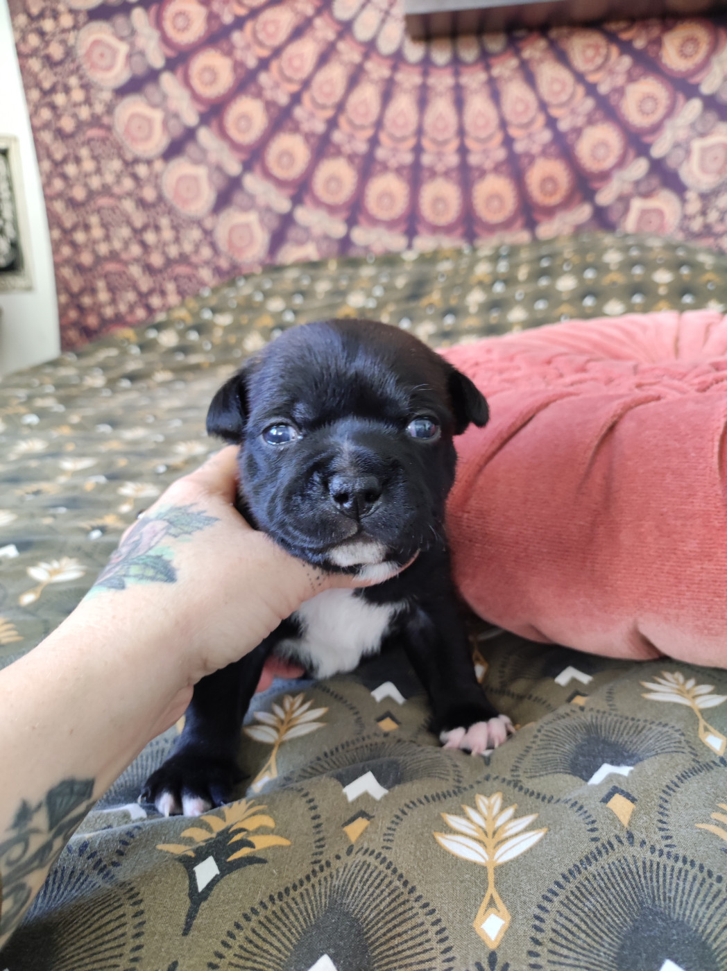 Du Corsaire Des Abers - Chiots disponibles - Staffordshire Bull Terrier