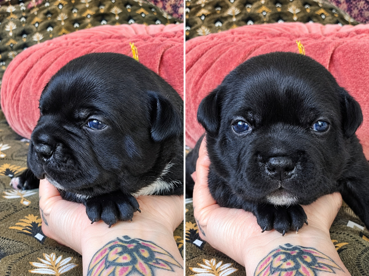 Du Corsaire Des Abers - Chiots disponibles - Staffordshire Bull Terrier