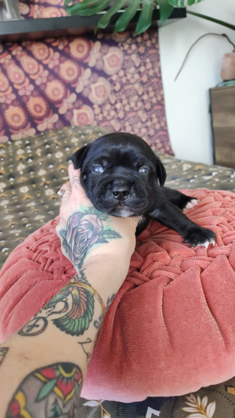 Du Corsaire Des Abers - Chiots disponibles - Staffordshire Bull Terrier