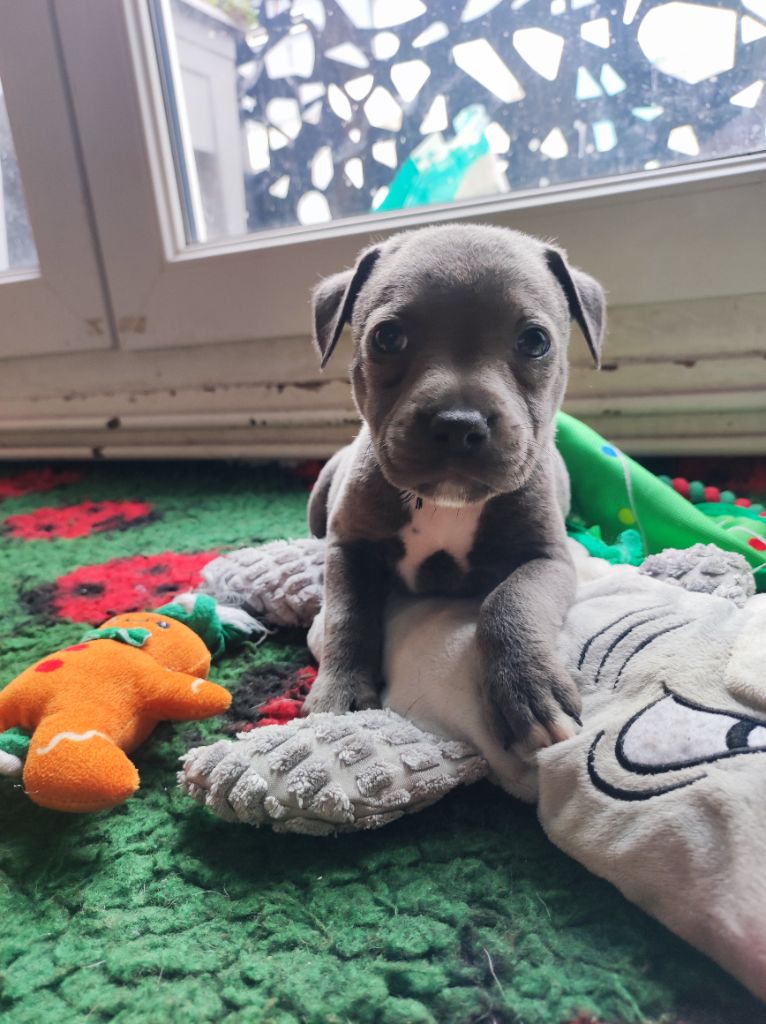 Du Corsaire Des Abers - Chiots disponibles - Staffordshire Bull Terrier