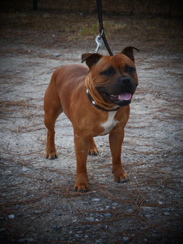 Du Corsaire Des Abers - Chiots disponibles - Staffordshire Bull Terrier