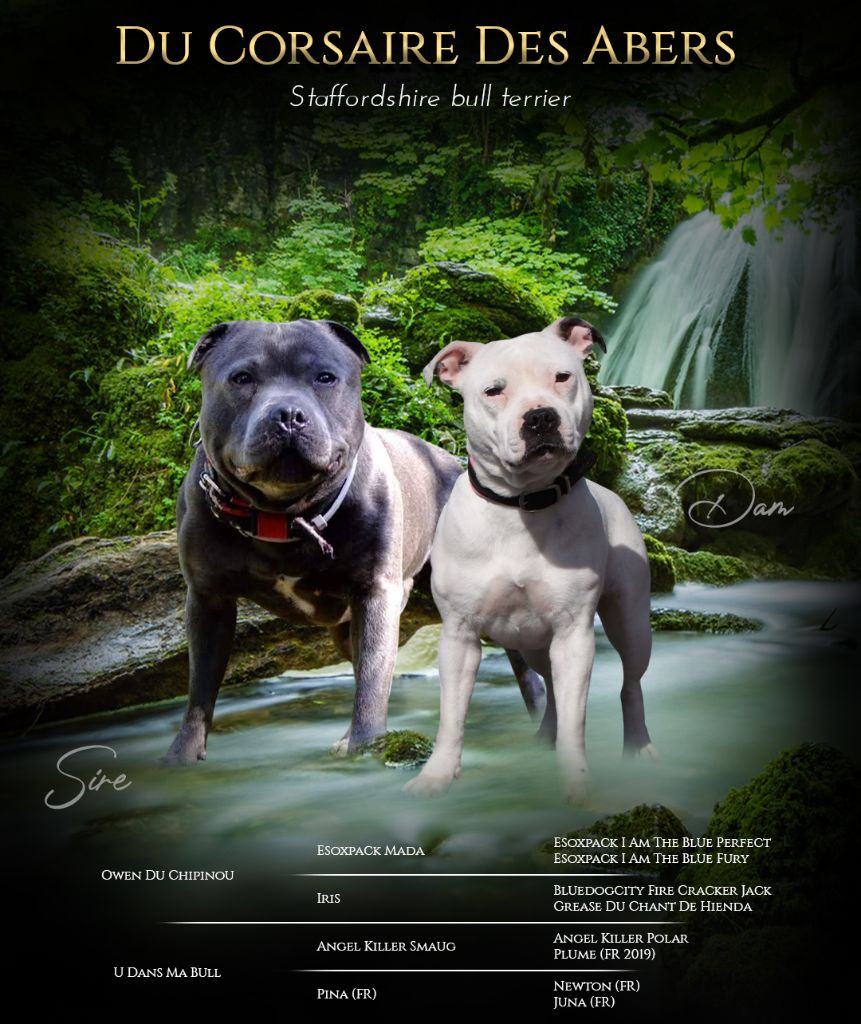 Du Corsaire Des Abers - Staffordshire Bull Terrier - Portée née le 17/06/2025