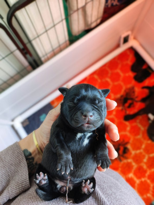 CHIOT 1