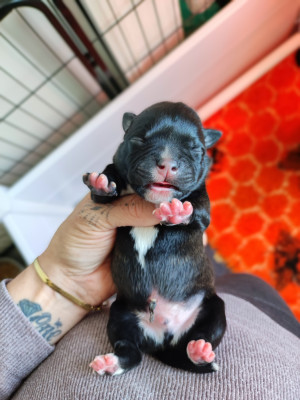 CHIOT 2