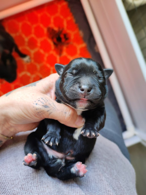CHIOT 3